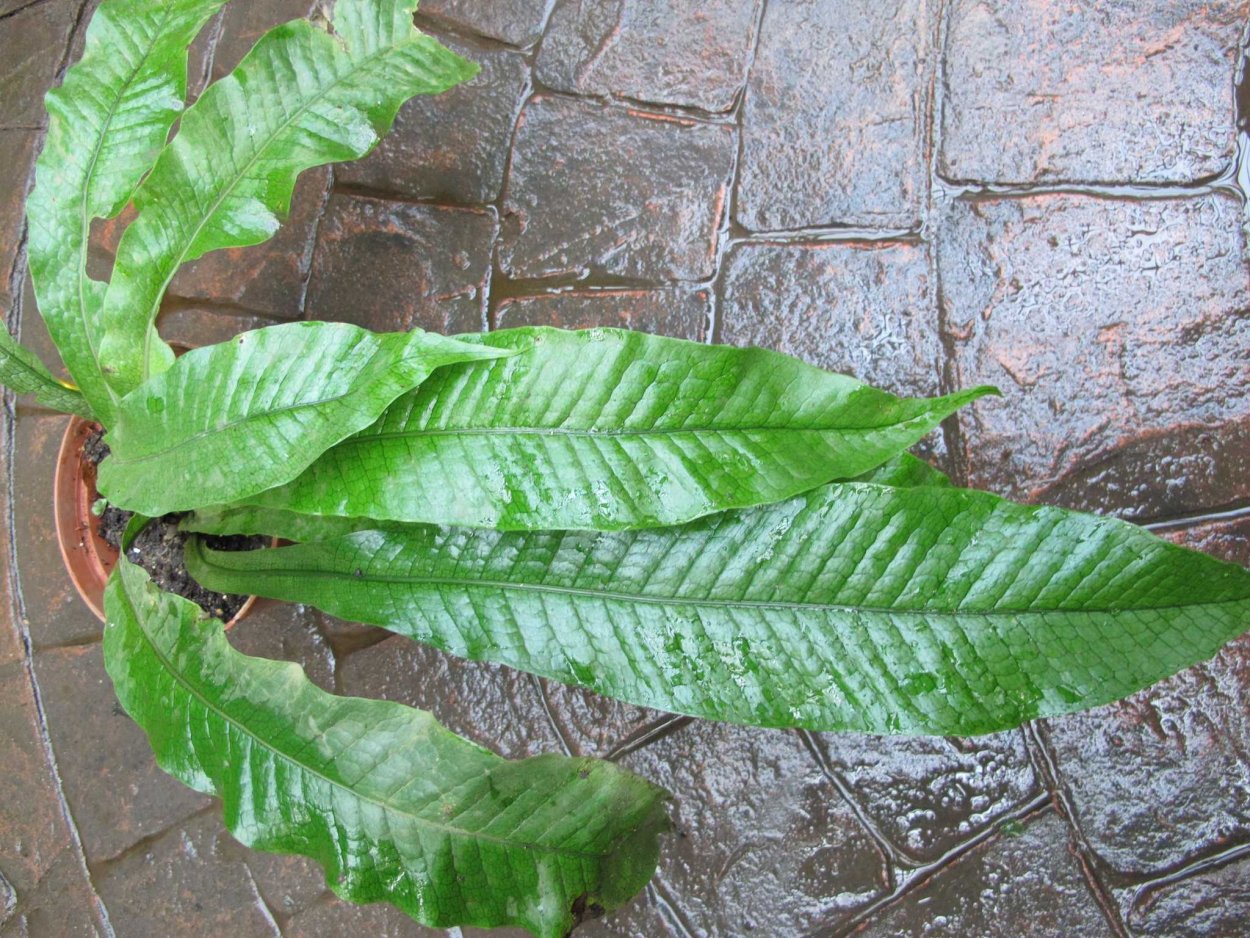 Папоротник Микросорум бананолистный