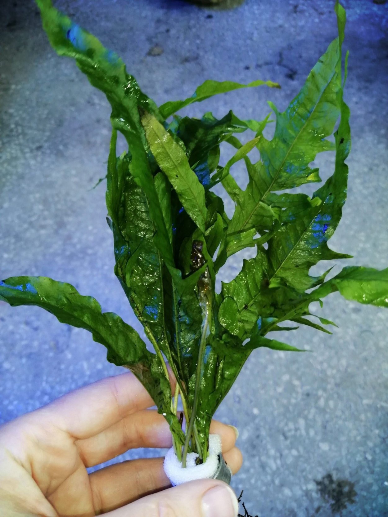 Папоротник Микросорум крокодил