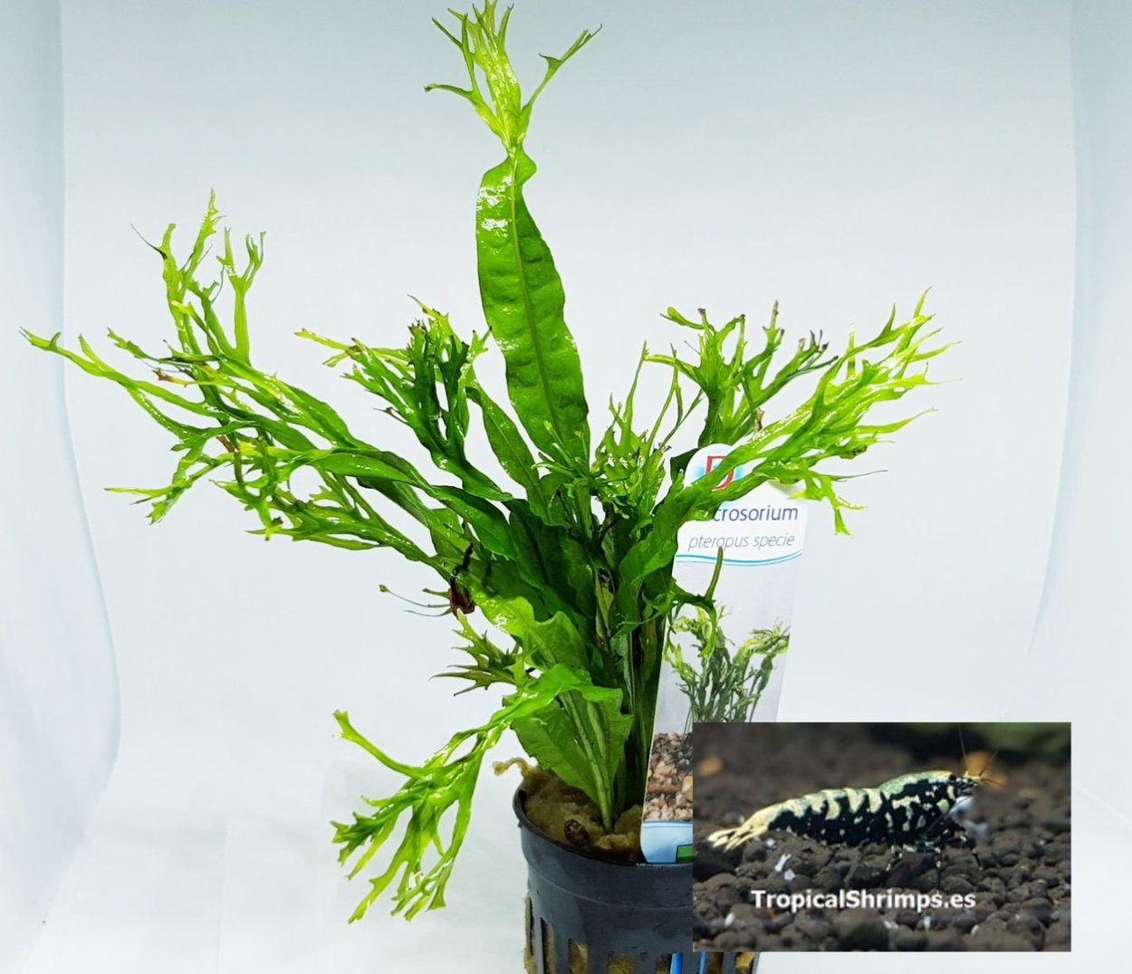 Микросорум Винделова