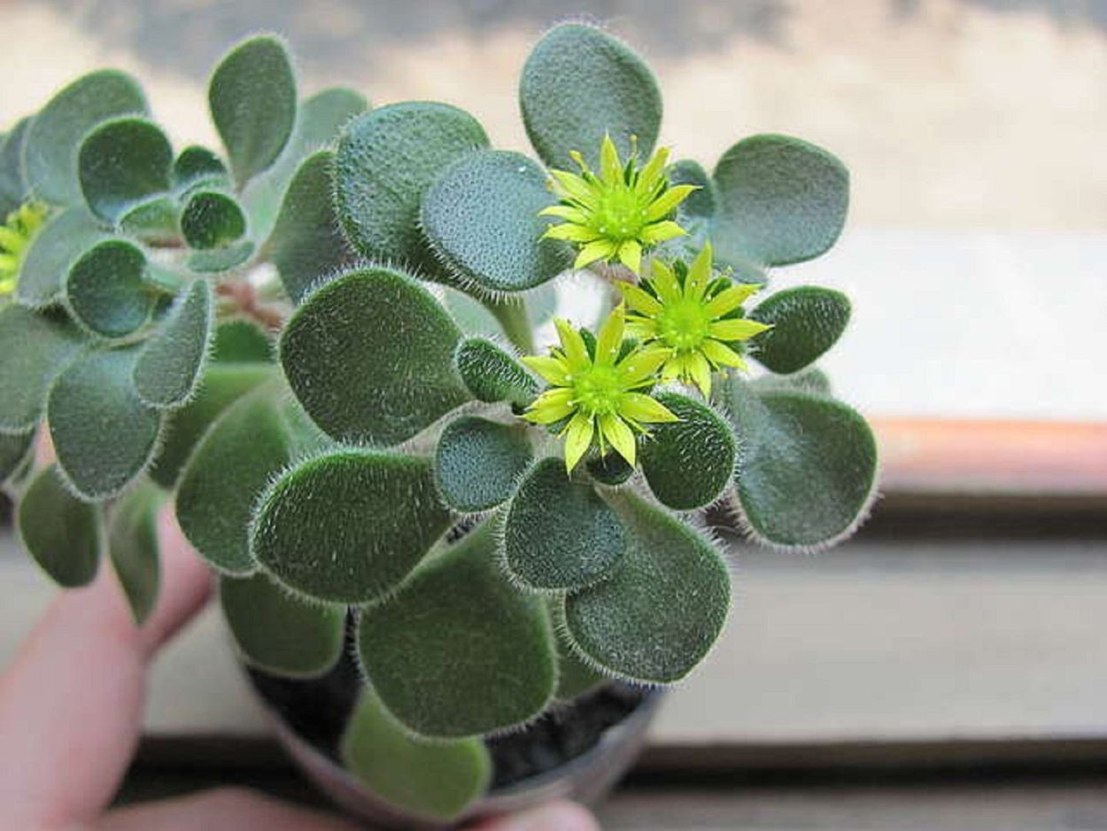 Аихризон Бетанкура