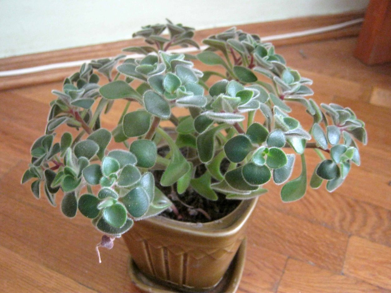 Аихризон Бетанкура