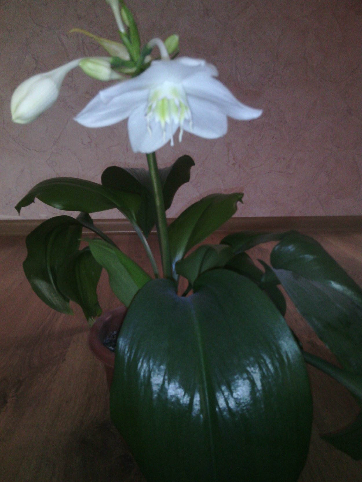 Цветок семейное счастье