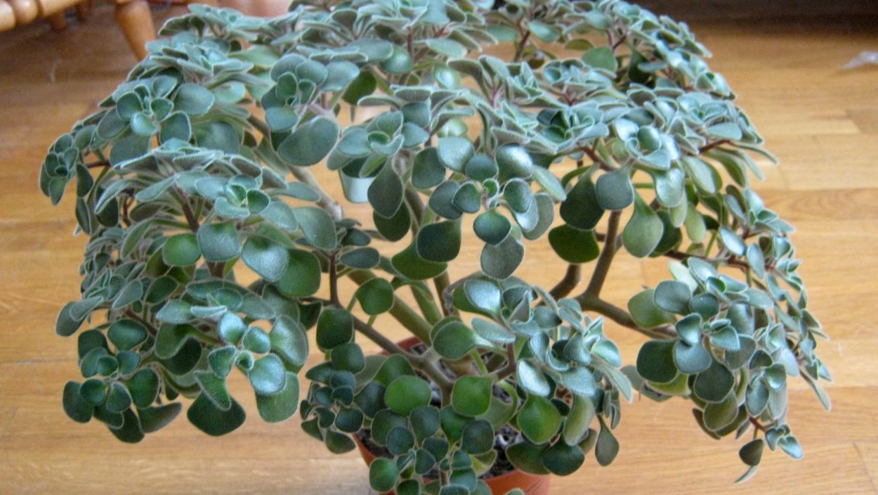 Цветок аихризон дерево счастья