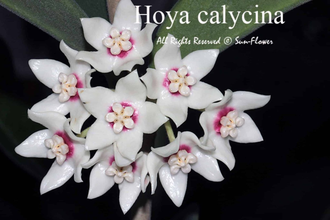 Хойя calycina "Stargazer"