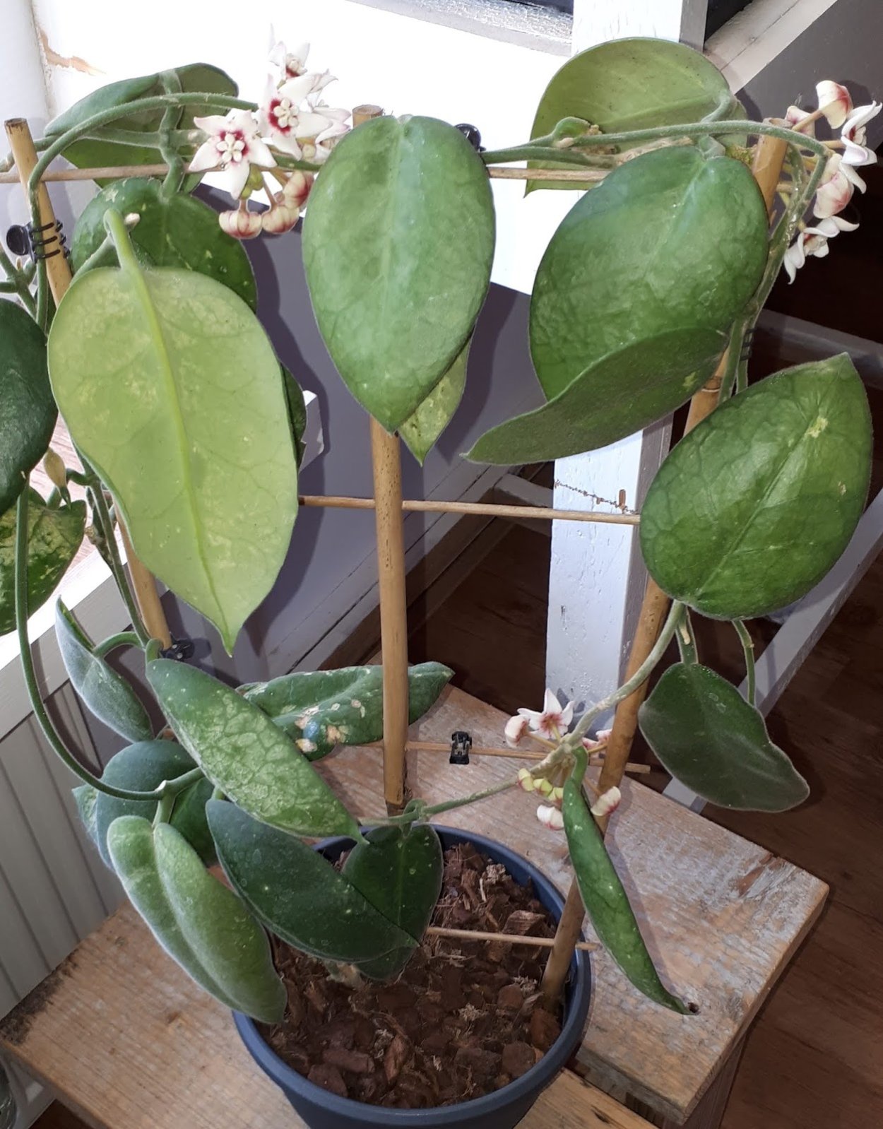 Hoya calycina на Юле