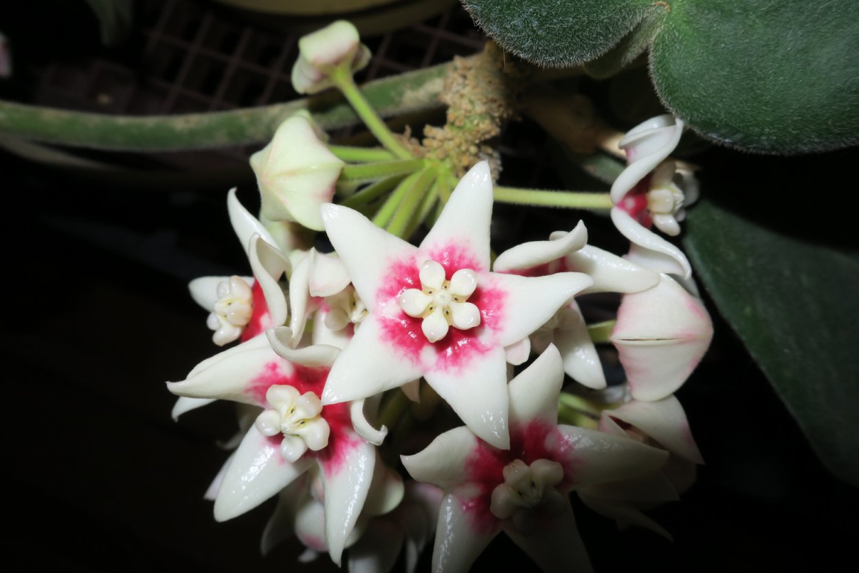 Hoya Каличина