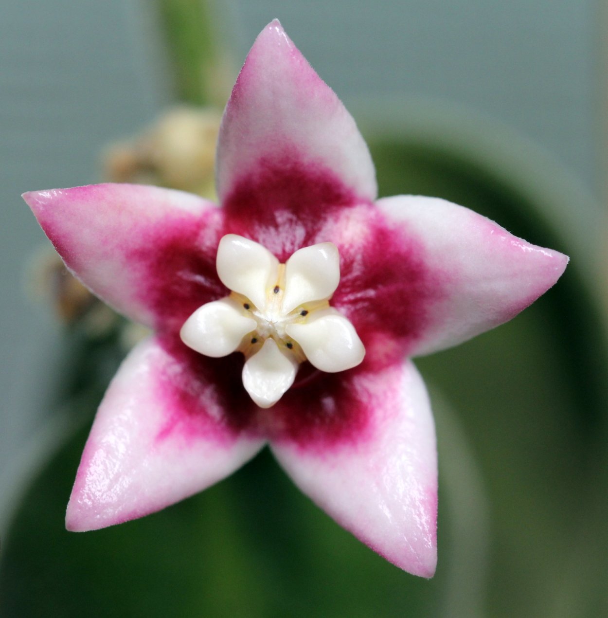 Хойя Каличина