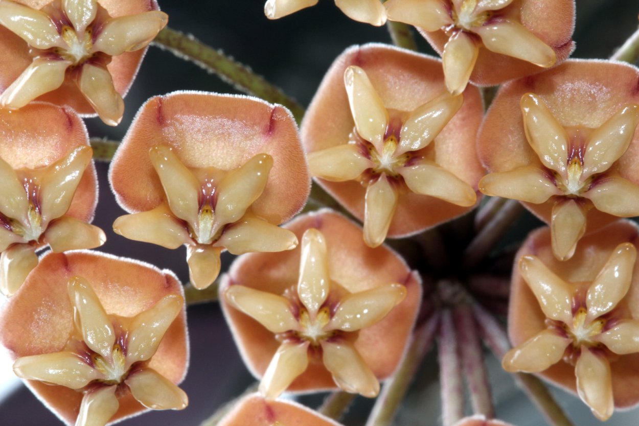 Hoya sigillatis (Hoya hasseltii)
