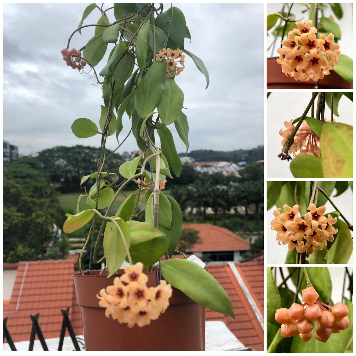 Хойя Куртис порцелана