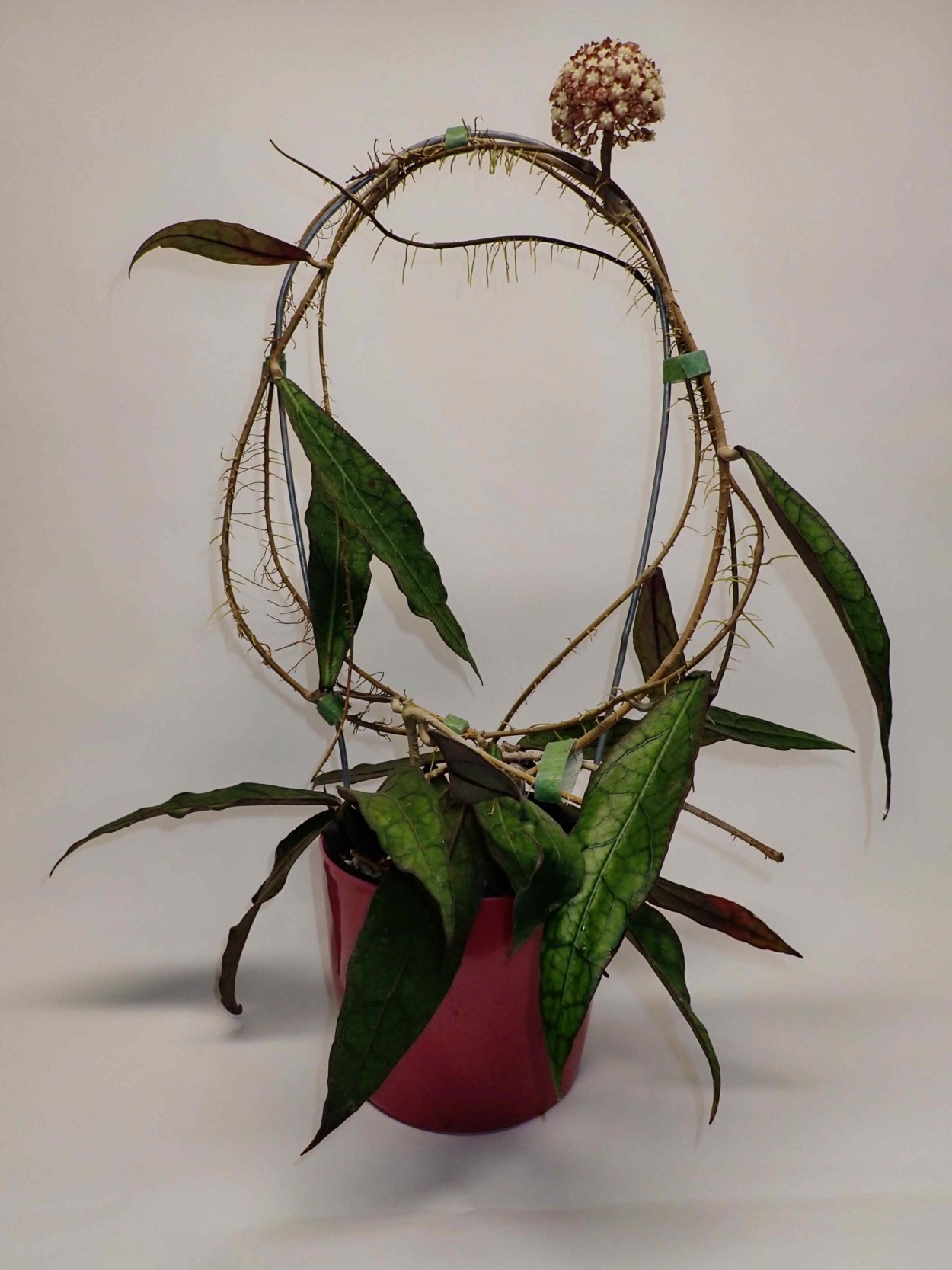 Хойя клеменсиорум Биг