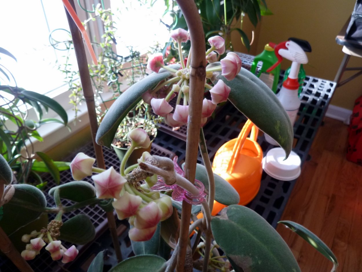 Hoya Каличина