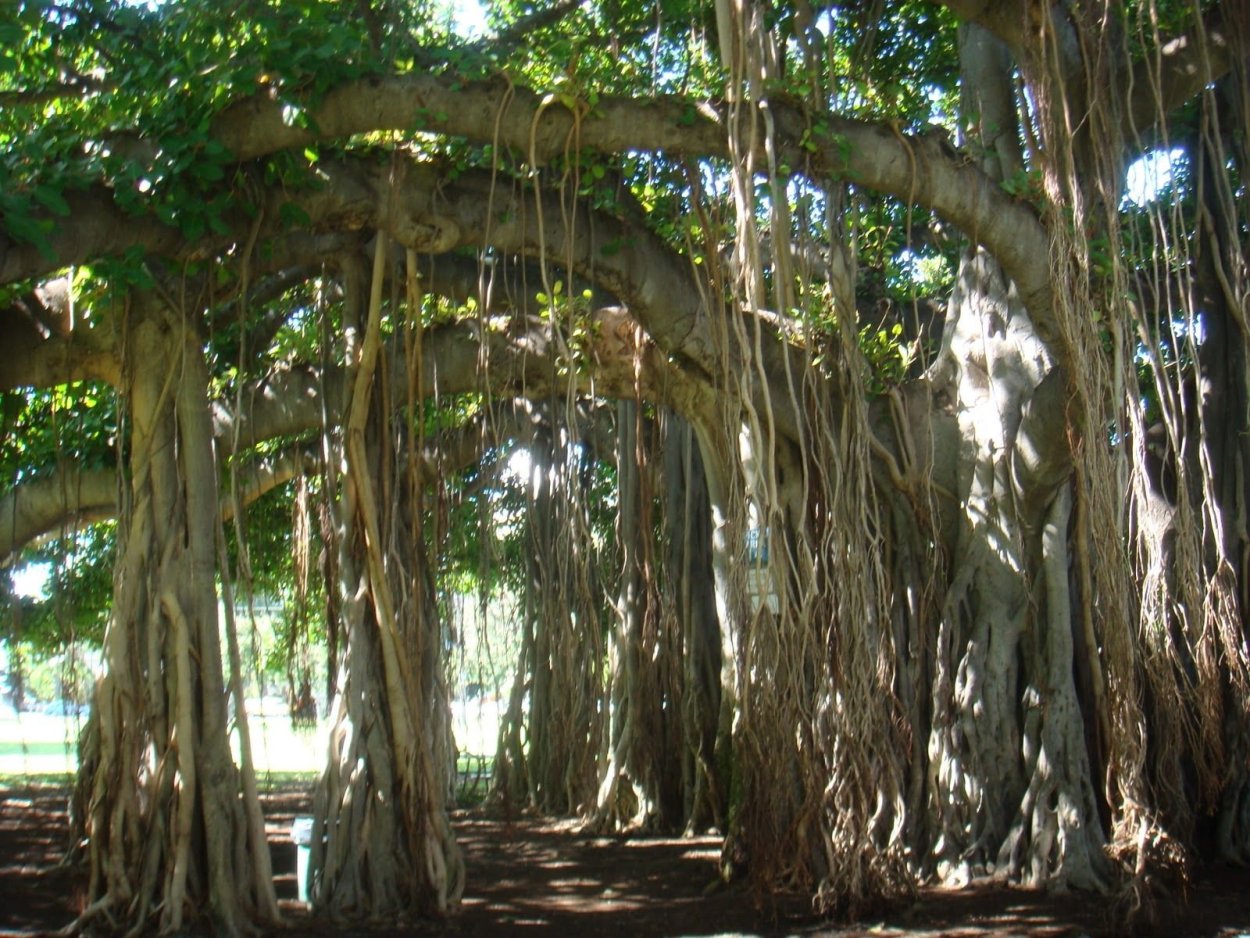 Великий Баньян дерево