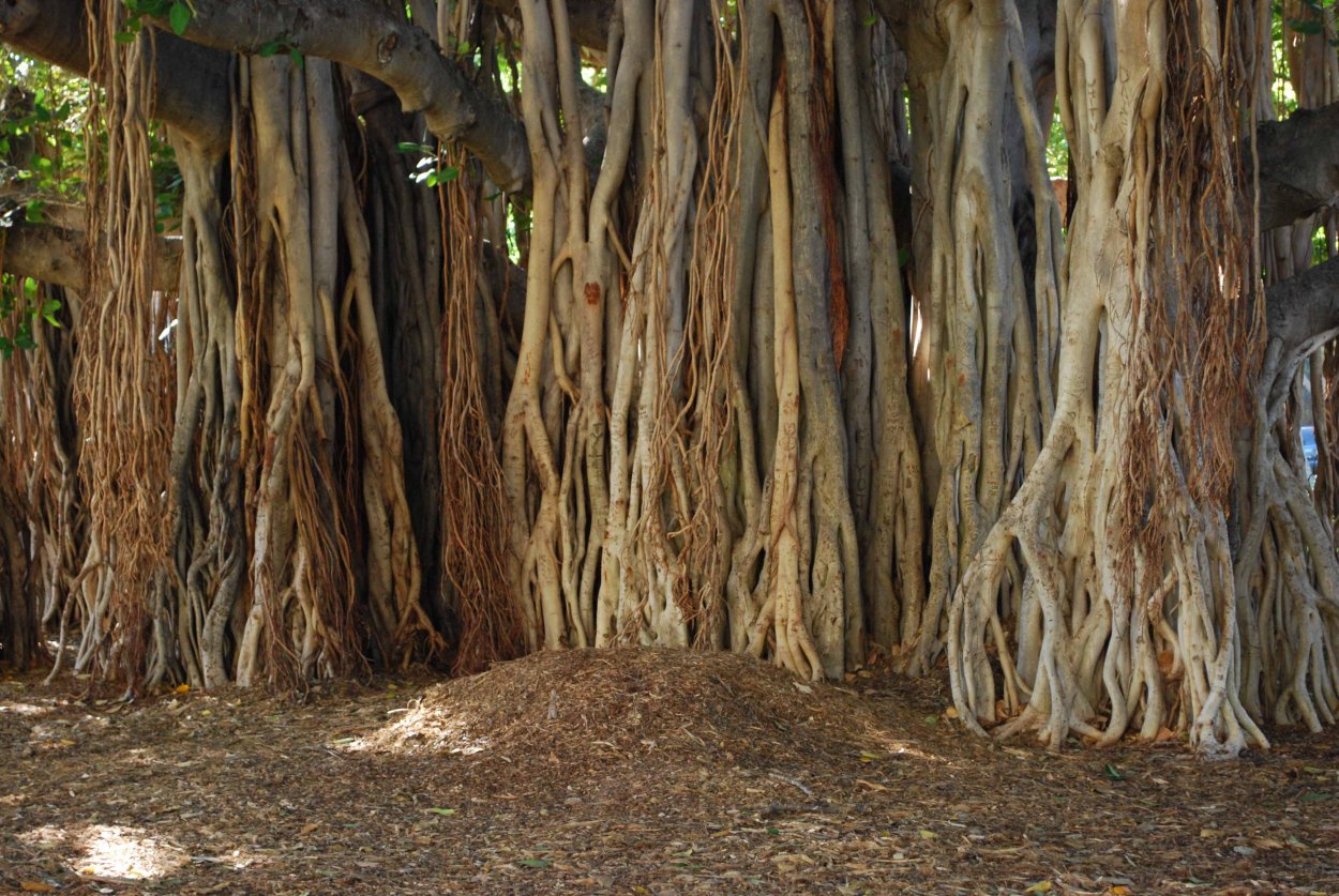 Фикус бенгальский Баньян