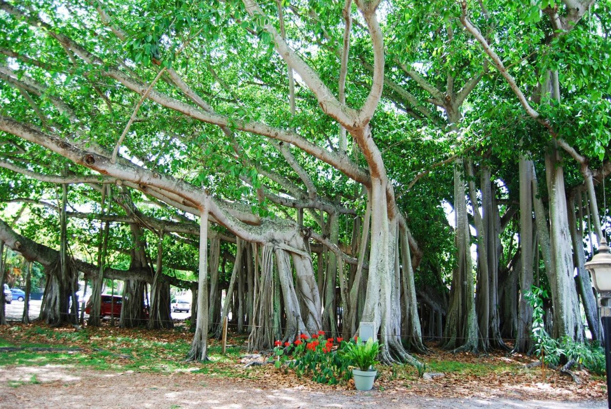 Фикус Баньян