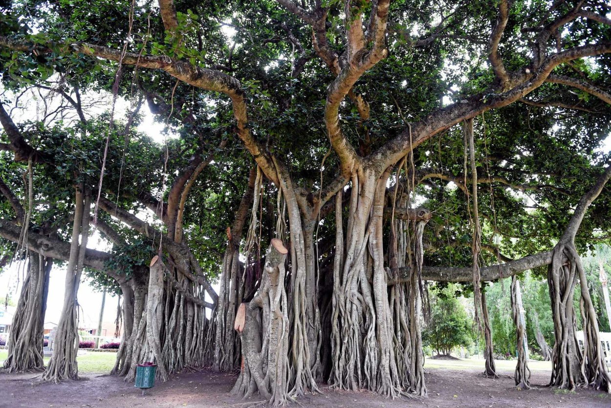 Фикус Баньян