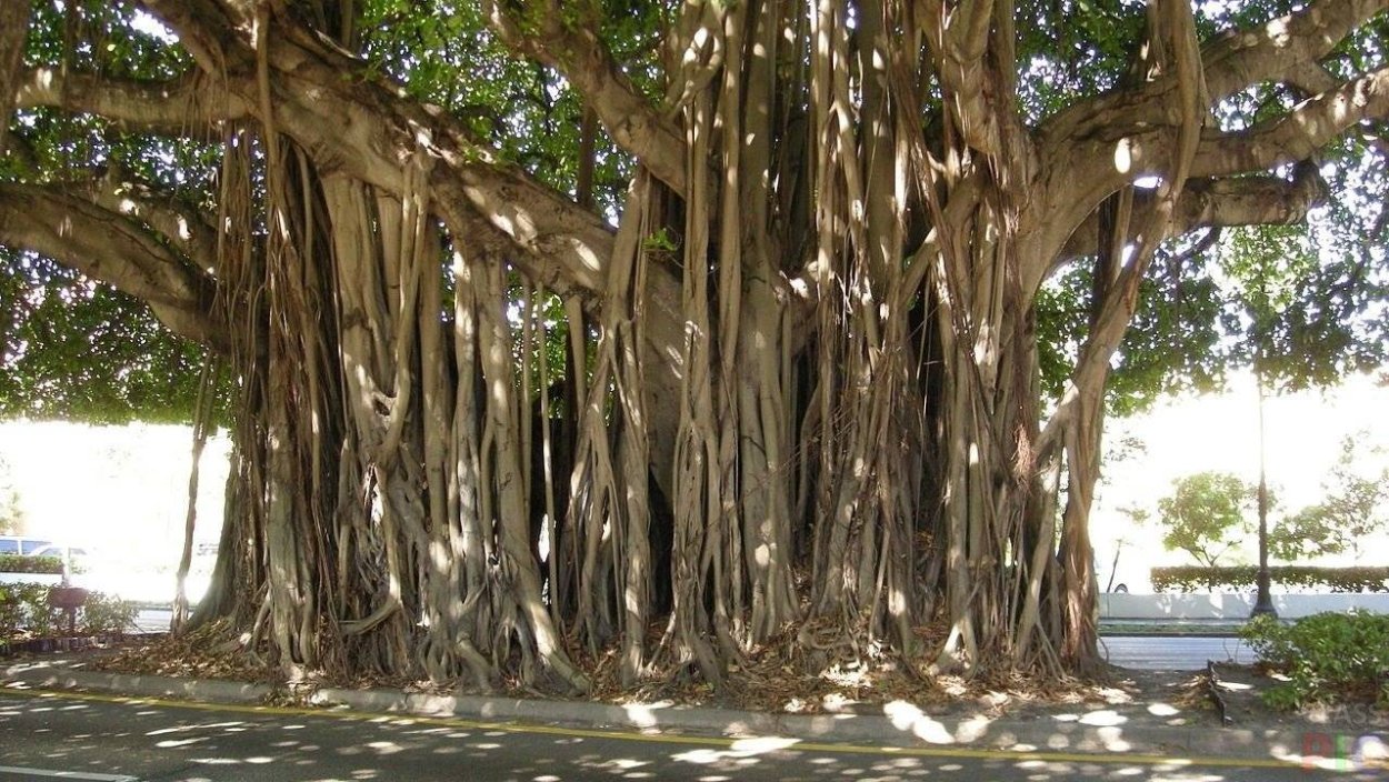 Бенгальский фикус (баниан)