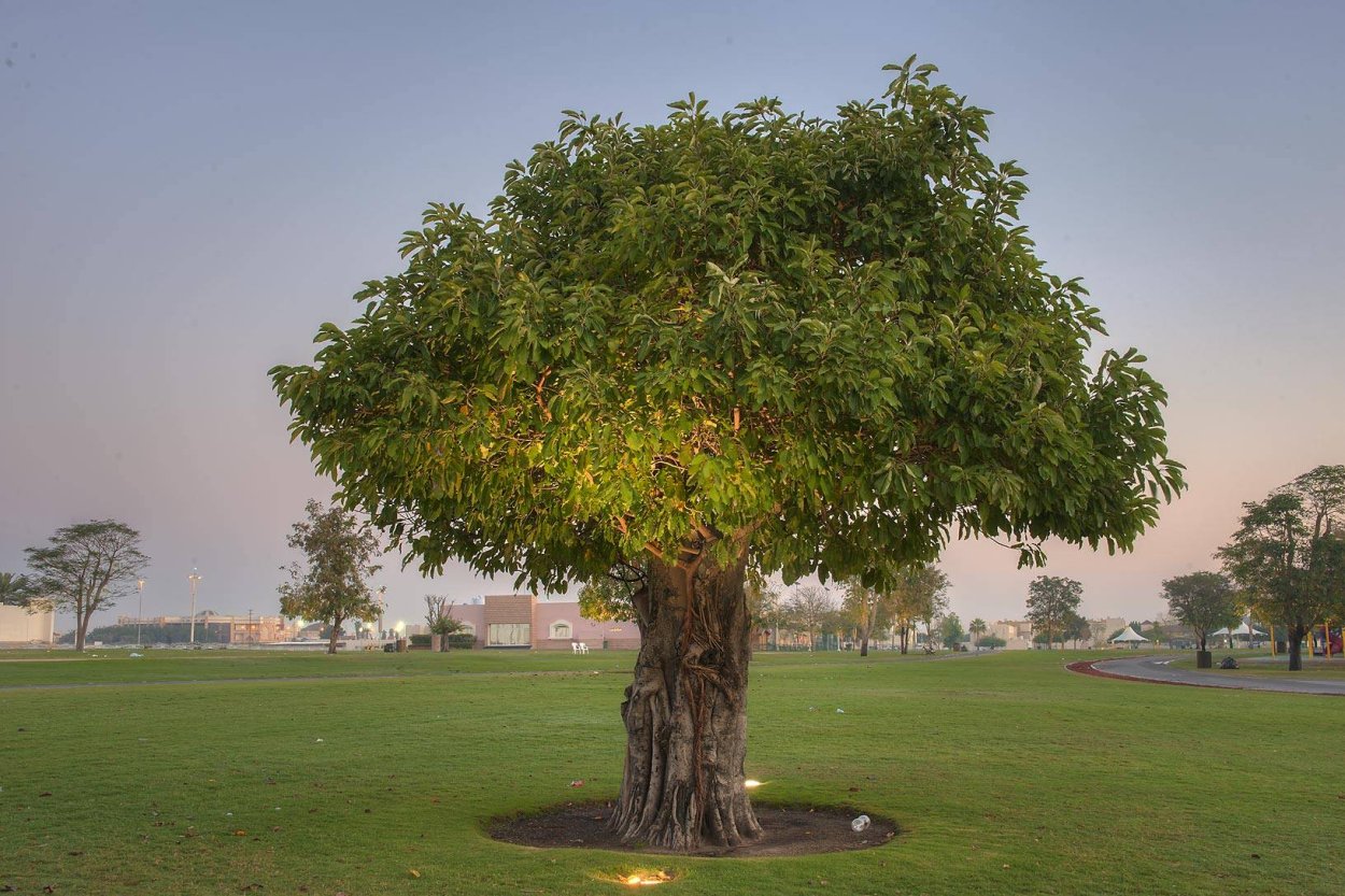 Фикус древовидный Бенджамина