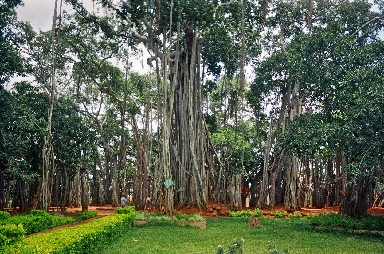 Фикус бенгальский Великий Баньян