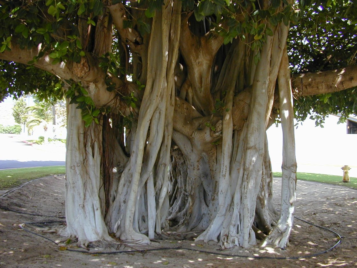 Фикус бенгальский Ficus benghalensis