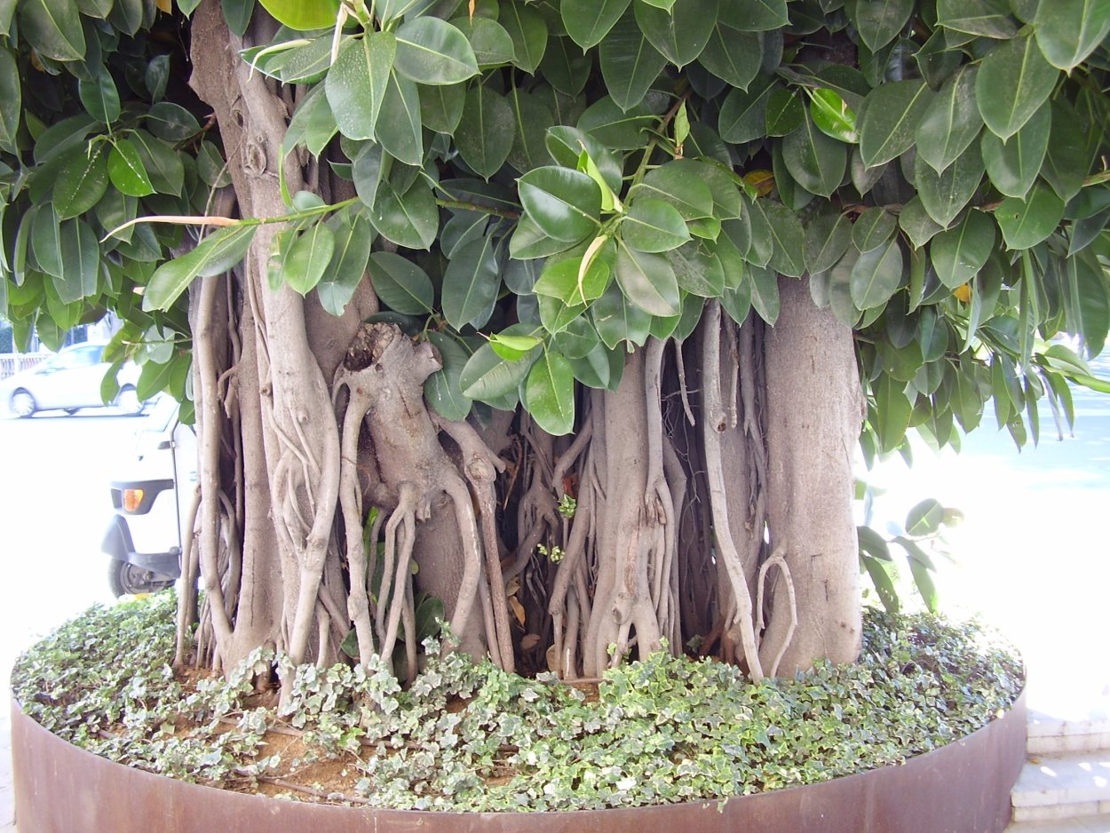 Каучуконосный фикус дерево