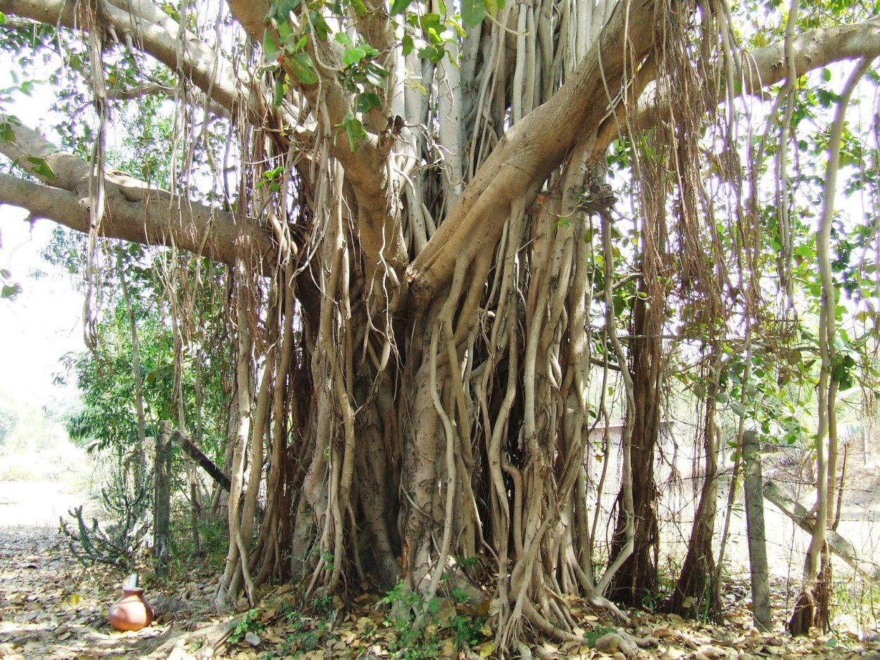 Фикус душитель Баньян