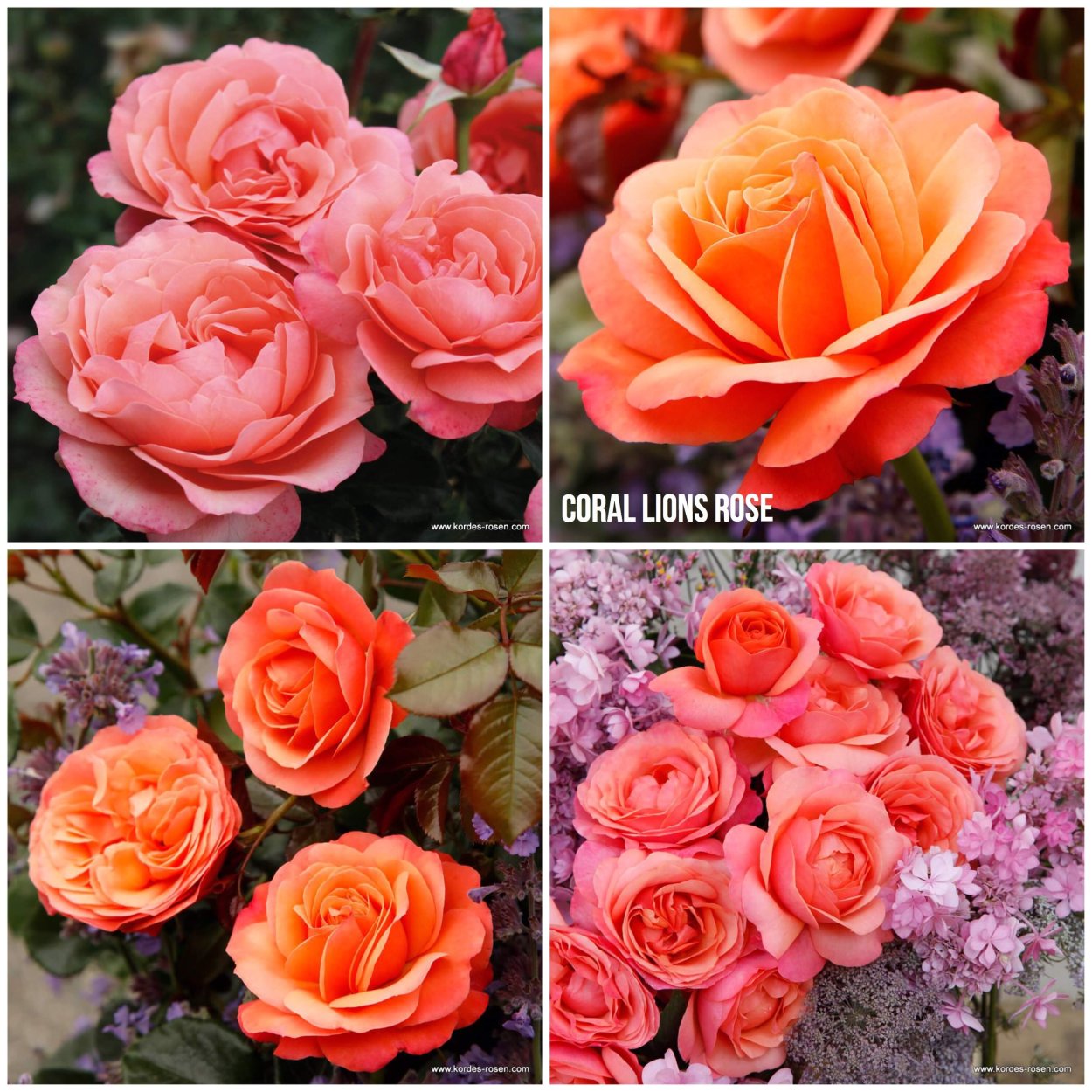 Роза корал лионс роуз - 67 фото