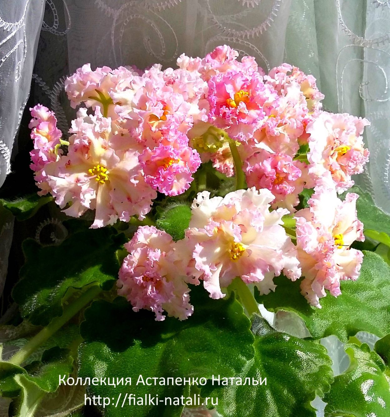 Фиалка Ле Злата