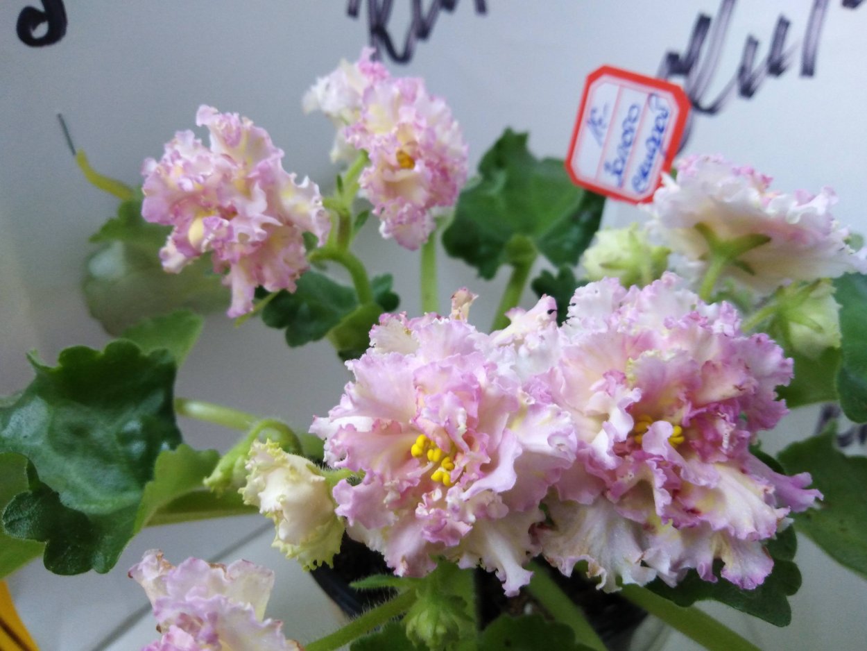 Сенполия Ле злато скифов