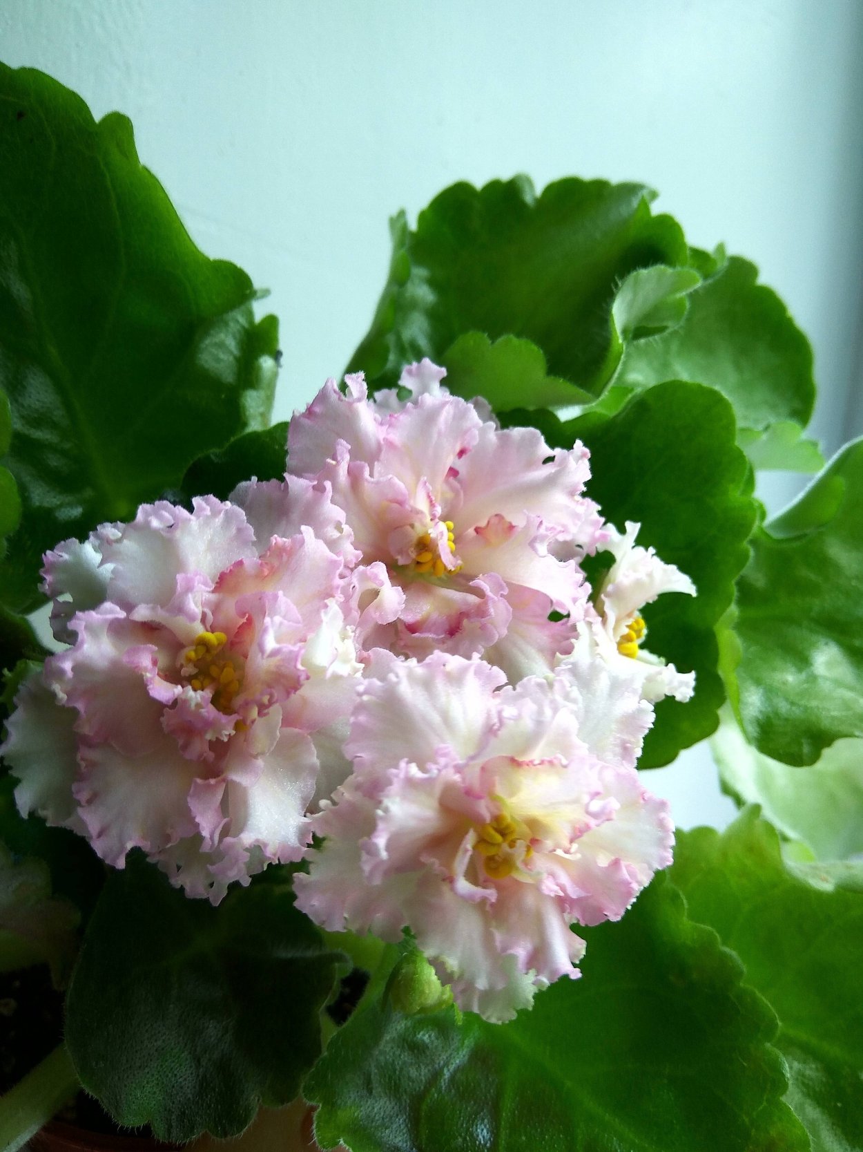 Сорт фиалки злато скифов