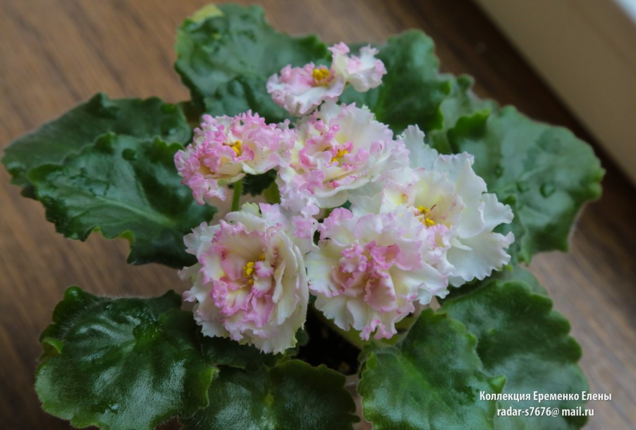 Фиалка сорт Ле злато скифов