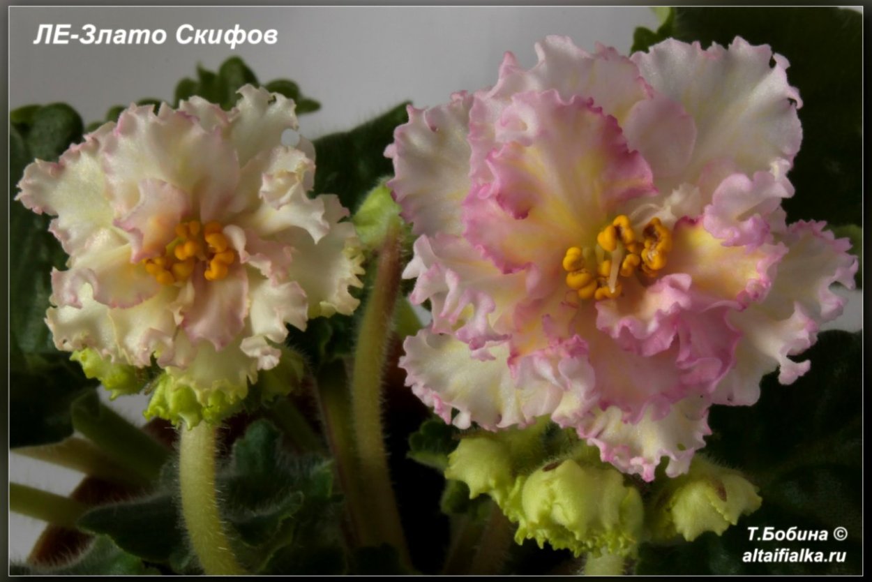 Злато скифов спорт