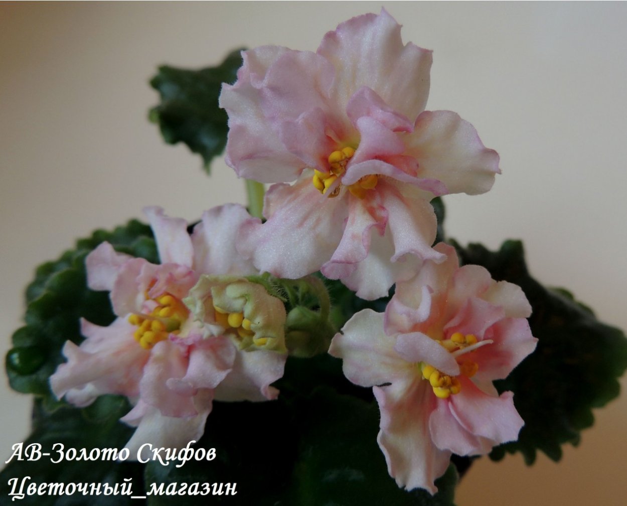 Фиалка золото скифов