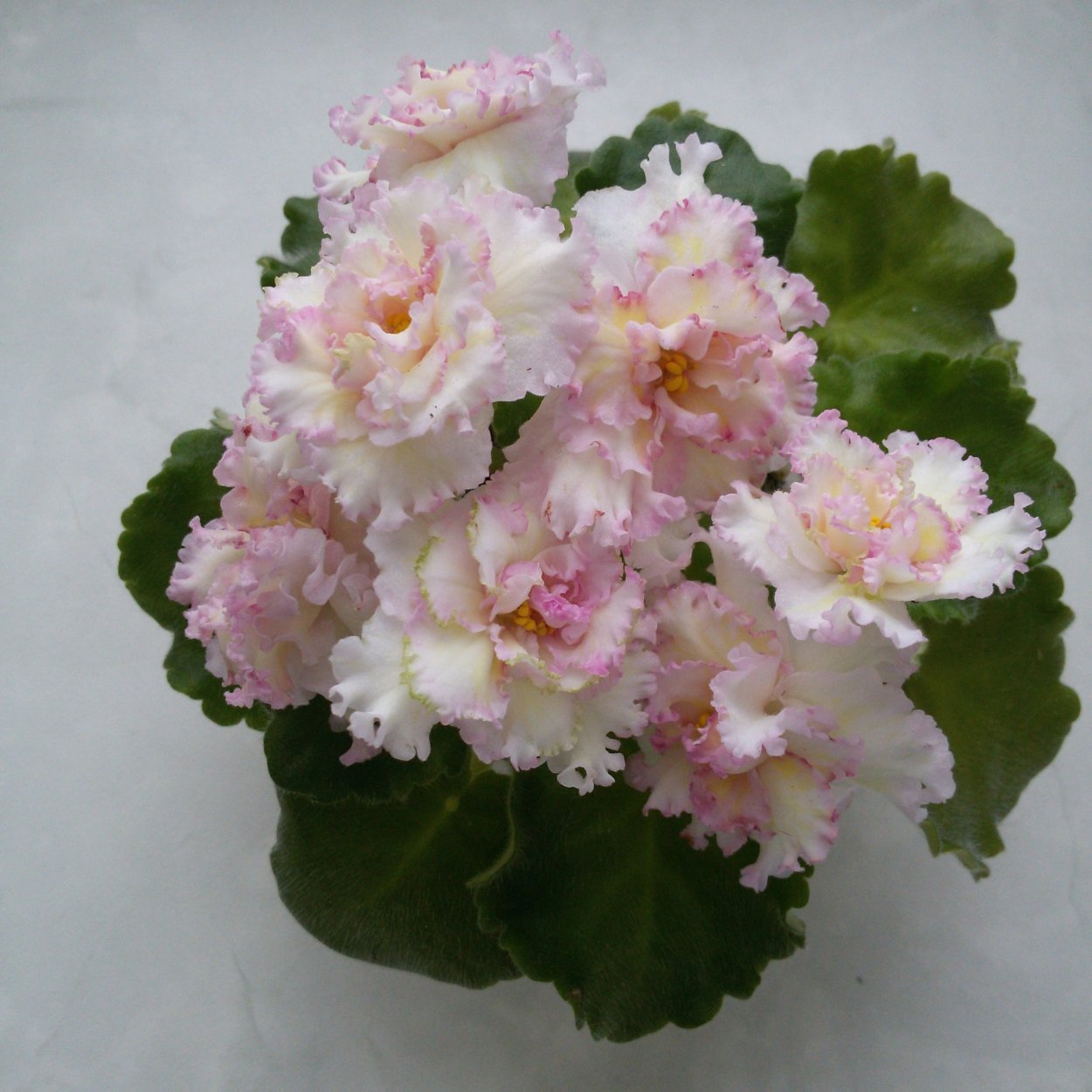 Сенполия Ле злато скифов