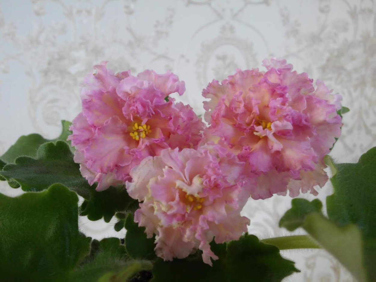 Сенполия злато скифов