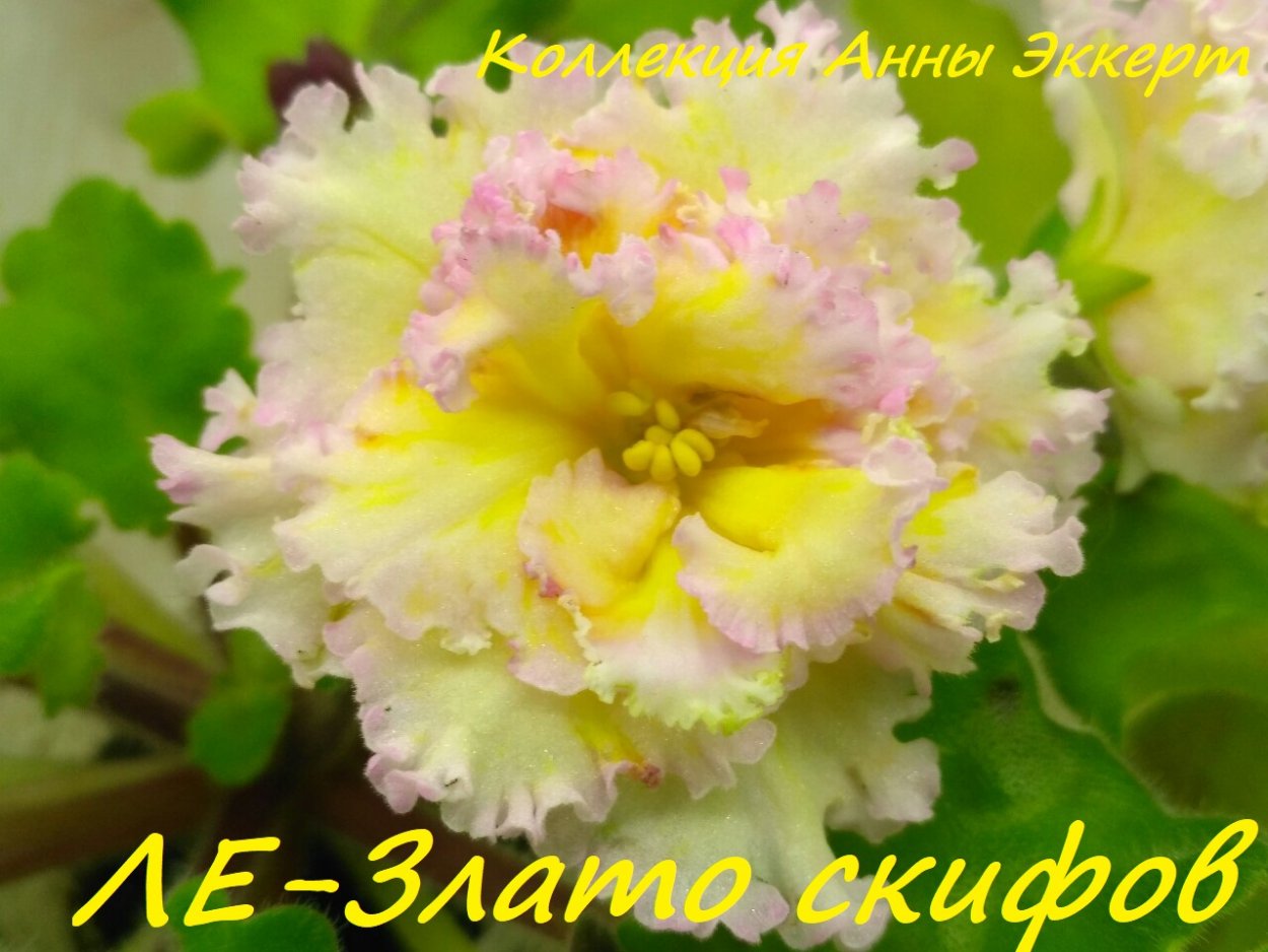 Фиалка злато злато скифов