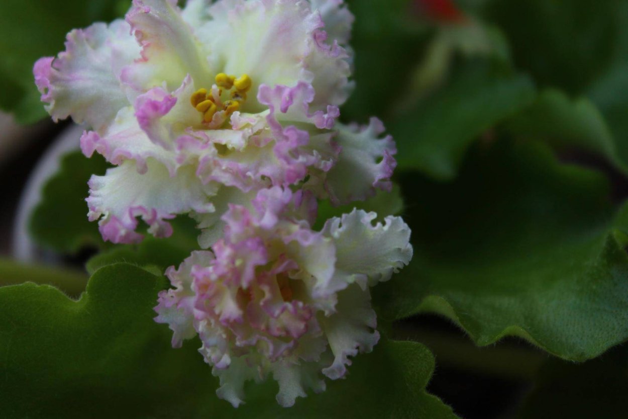 Фиалка злато скифов