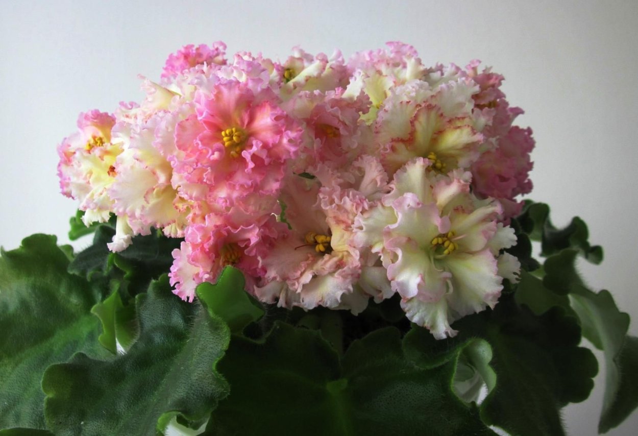 Сенполия Ле Злата