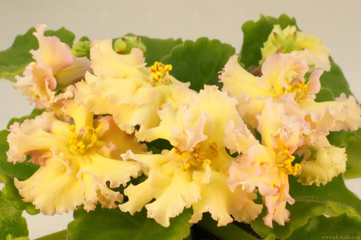 Фиалка ЕК бабочка лимонница