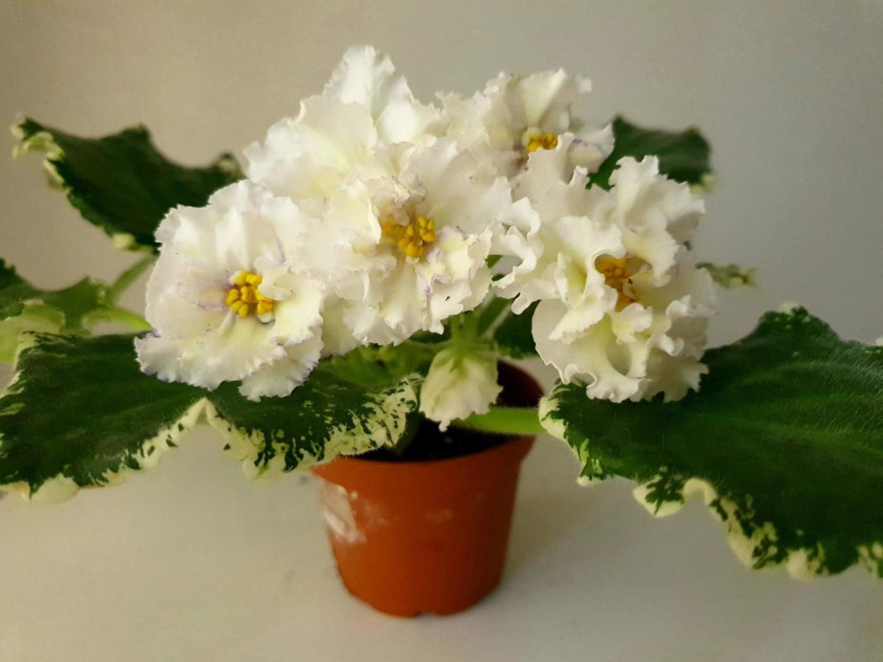 Фиалка Ле Злата