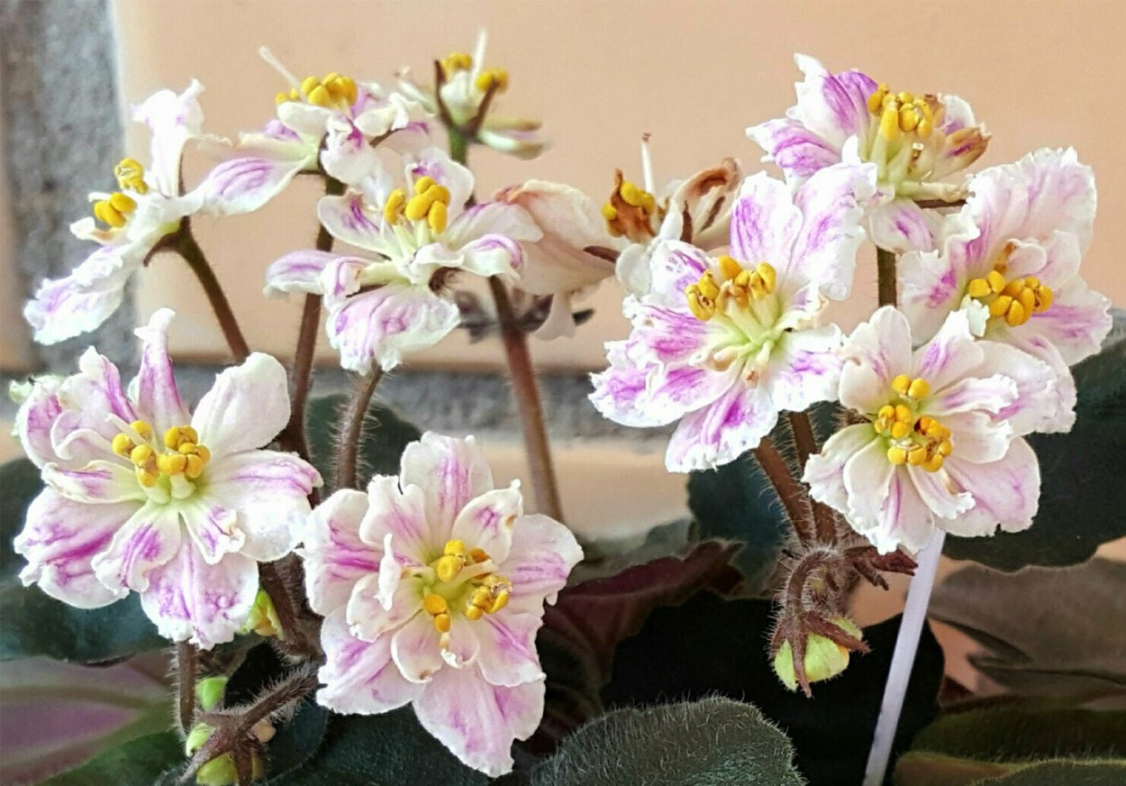 Сенполия АВ Мимоза