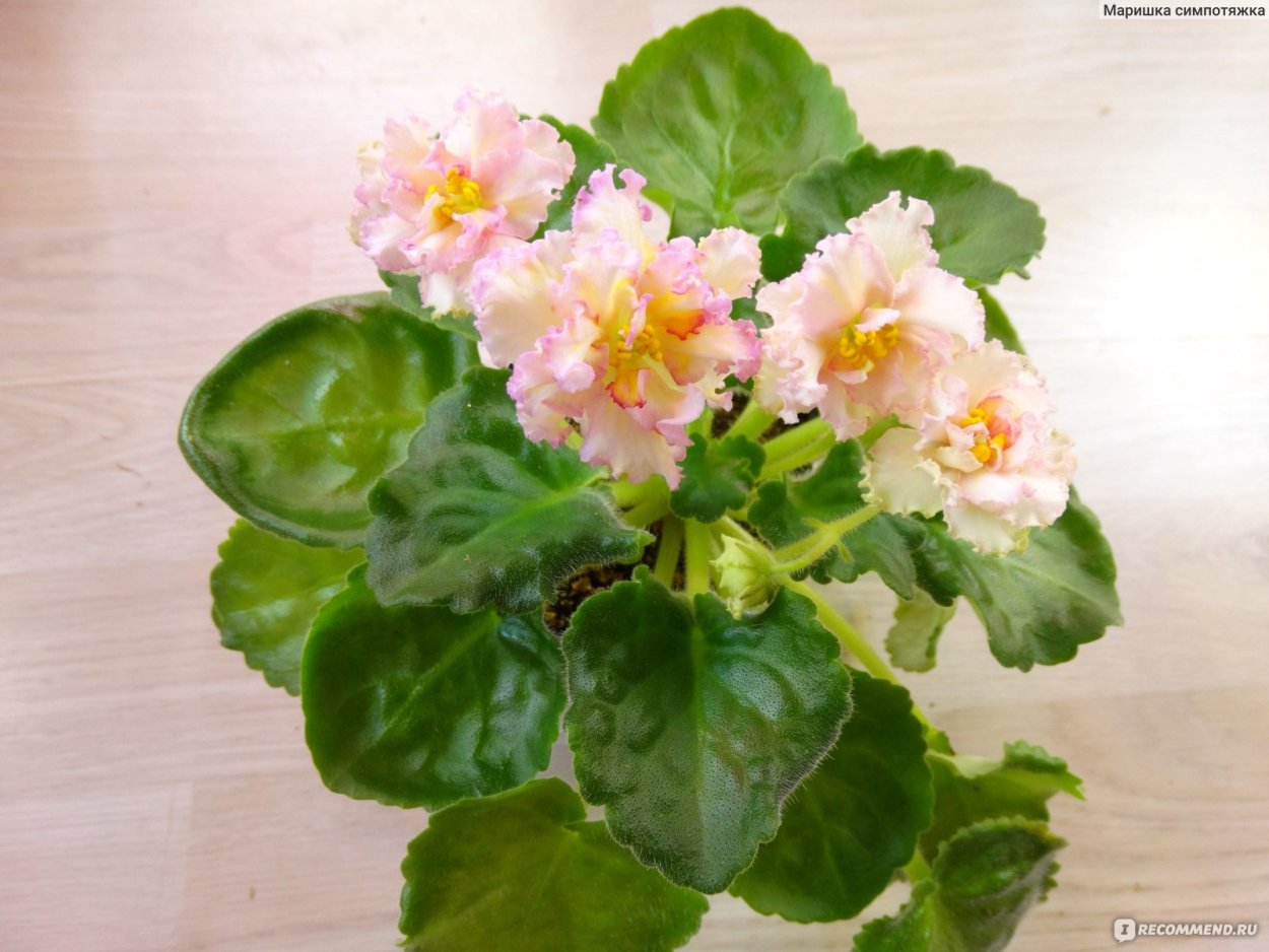 Сорт фиалки оранжевое чудо Хорошилова