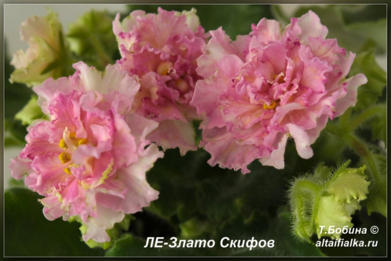 Комнатные фиалки название ,,злато скифов" цвет