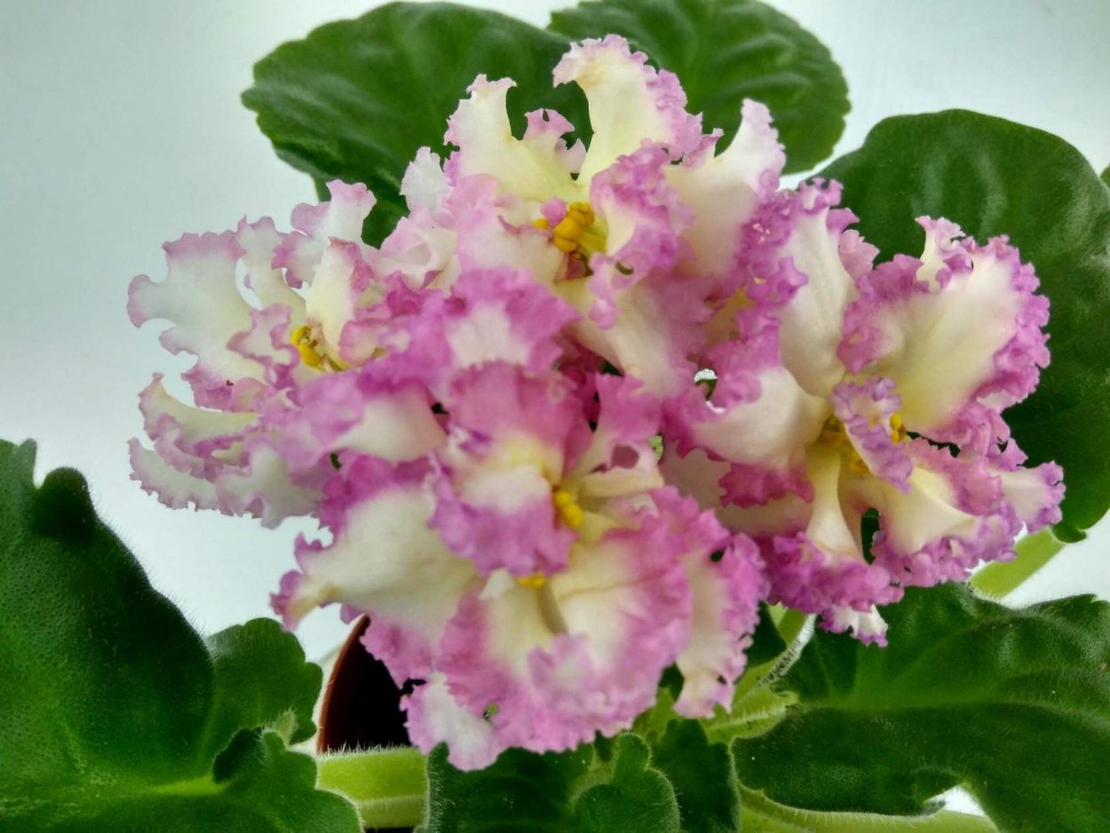 Фиалка РС Золотая роскошь