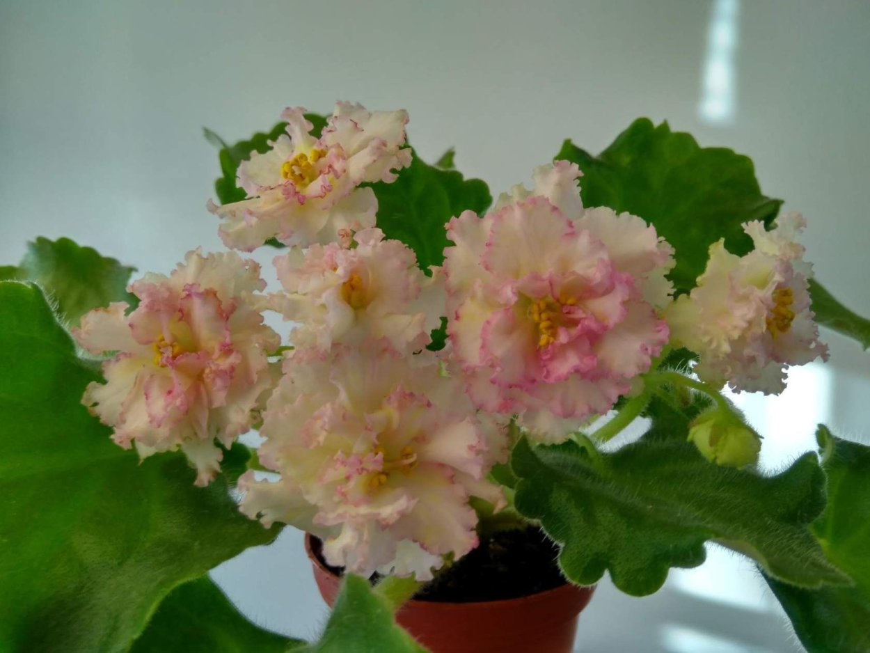 Сенполия Ле злато скифов