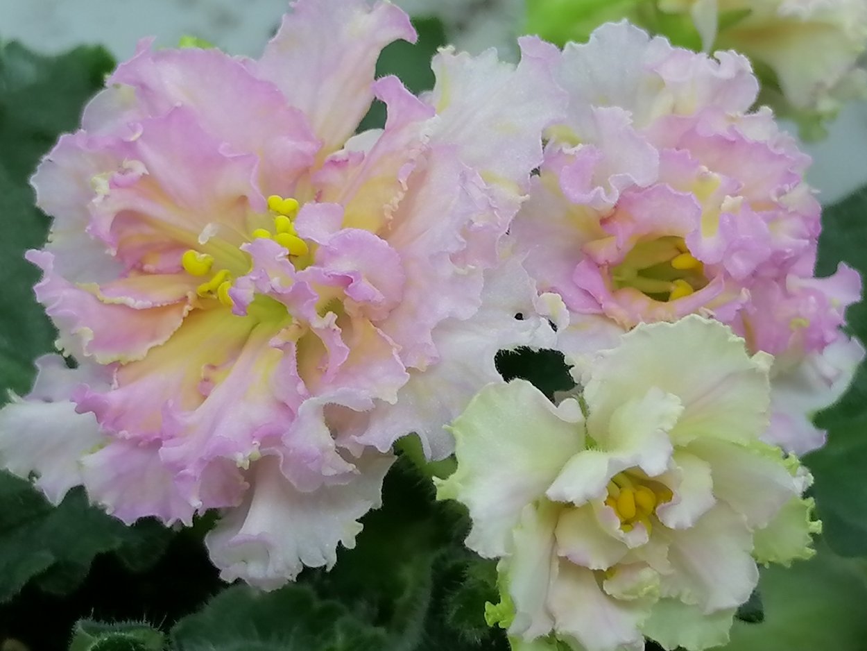 Фиалка сорт Ле злато скифов