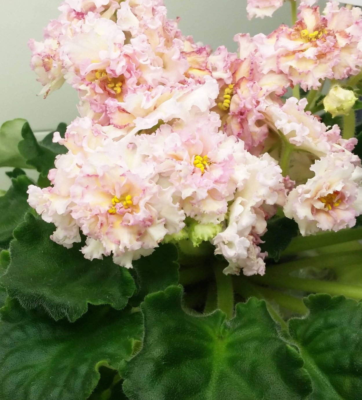 Сенполия Ле злато скифов