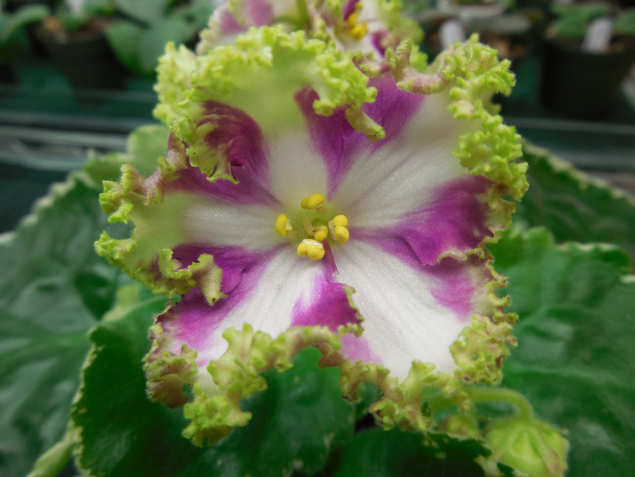 Химера зелёная фиалка