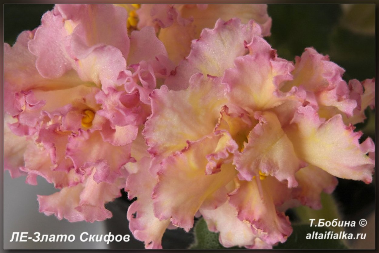 Сорт фиалки злато скифов