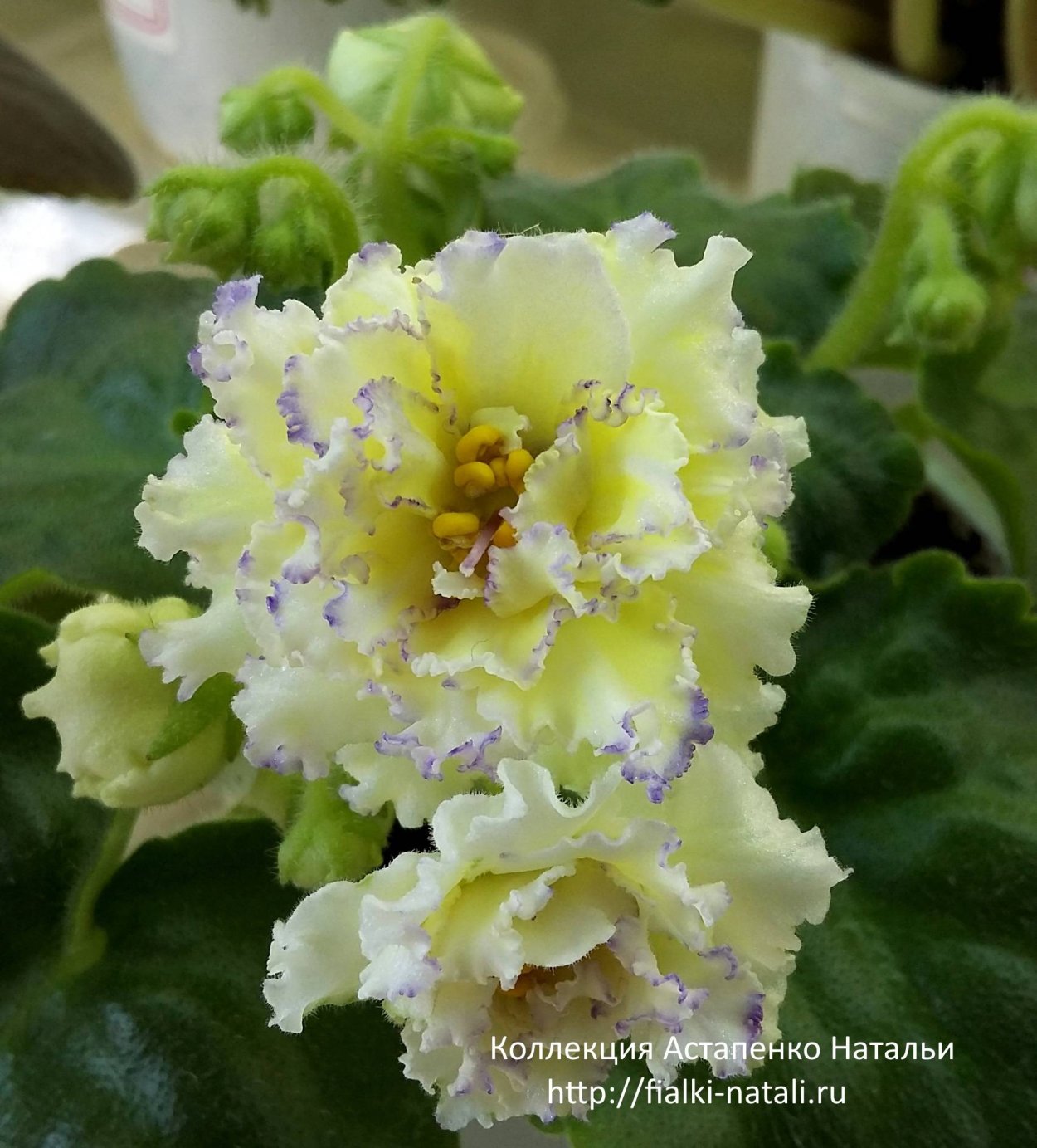 Ле-золото Нибелунгов