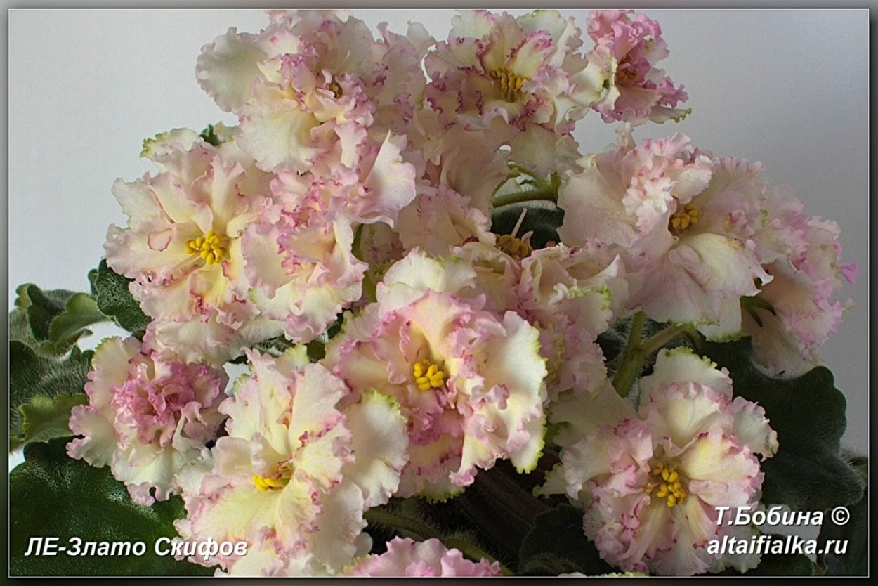 Сорт фиалки злато скифов